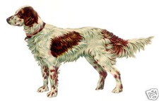 Decoupi ancien chien - decoupi, setter