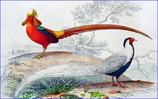 ORNITHOLOGIE et CHASSE -