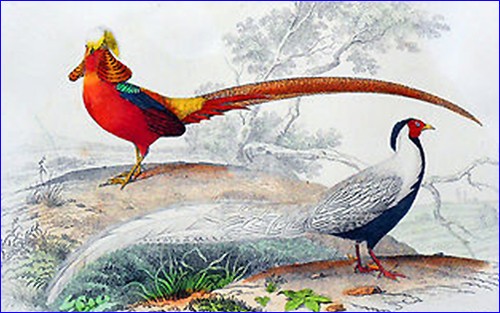 Ornithologie chasse - chasse,