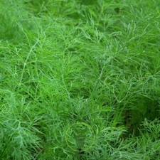 20 graines d'aneth issues de