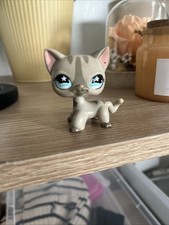 Petshop chat gris tigré