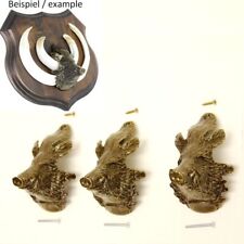 3 Pièce Sanglier Tête Ornement pour Forte Armes de Trophées Grand