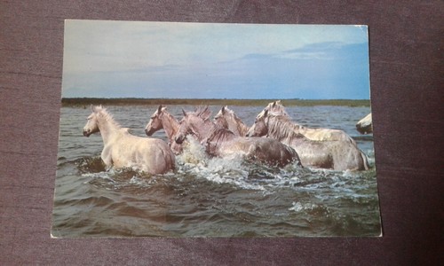 Carte postale chevaux camargue - carte,