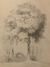 Beau Dessin Crayon Papier XIXe Arbre Art A Identifier Ancien Branche Nature 1900