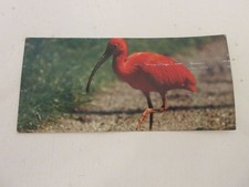 FICHE 455 PHOTO ANIMAUX OISEAU L'IBIS ROUGE - La COULEUR ROUGE
