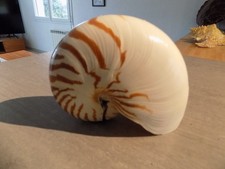 Coquillage :  NEW NAUTILIDAE NAUTILUS POMPILIUS  de 150 mm PHILIPPINES