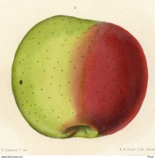 Pomologie Arboriculture Pomme