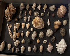 COLLECTION COQUILLAGE   :  +50 coquilles a déterminer
