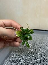 Bucephalandra Crocodile Mini ( Plante Aquatique / D’aquarium / Paludarium / Rare