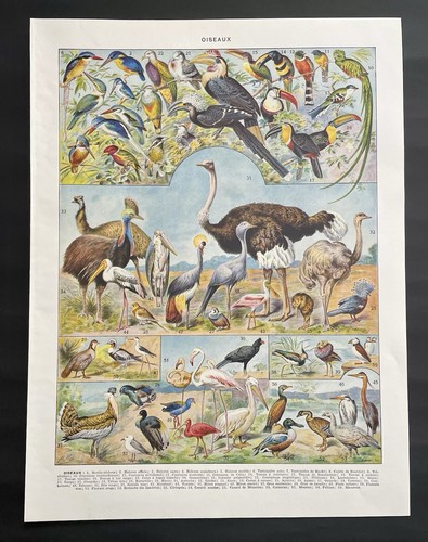 Planche originale ancienne