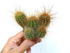 Cereus atacamensis (5 PLANTS)