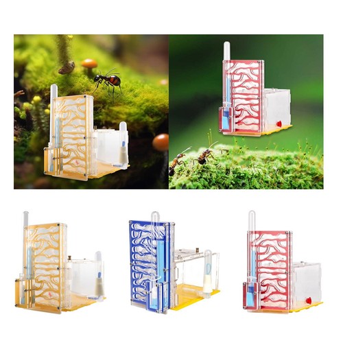Nid élevage fourmis - d'élevage, de