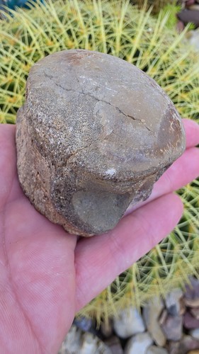Tylosaur terminal caudal - terminal,