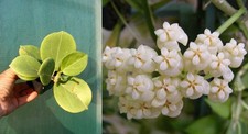 Hoya pachyclada