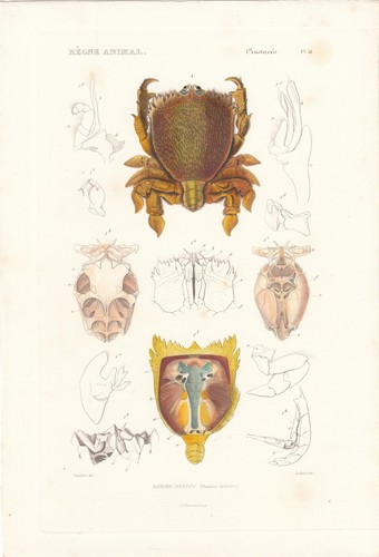 Original rare hand colored - original,