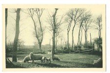 85  MOUTONS AU PATURAGE