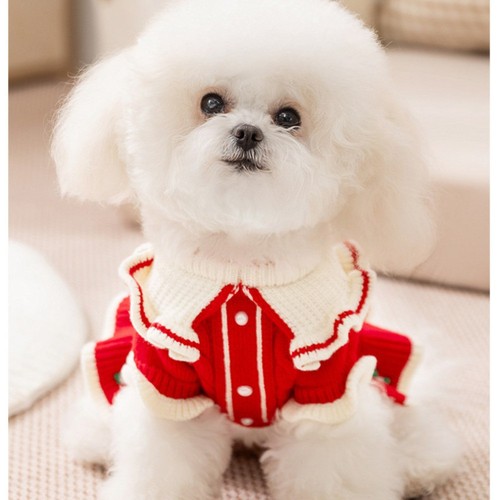 Chien chat animal - chien,