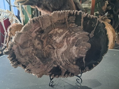 Tranche bois fossilisé - bois,