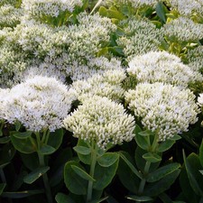 Sedum spectabile 'Iceberg' -