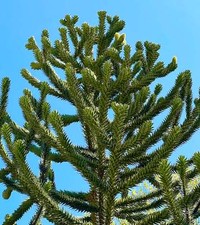 Araucaria araucana | Monkey puzzle tree | Chile pine - Désespoir des singes | Pi