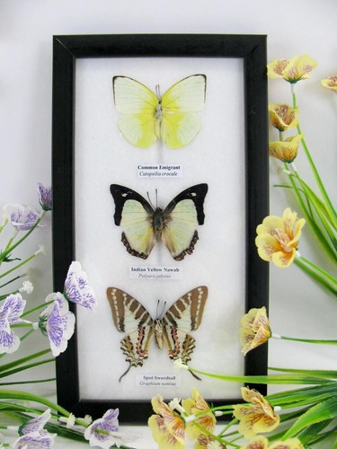 Vrais beaux papillons - vrais,