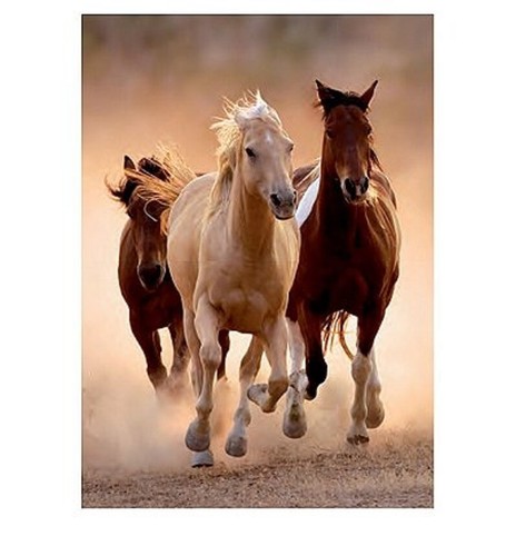 Puzzle chevaux liberté - puzzle,