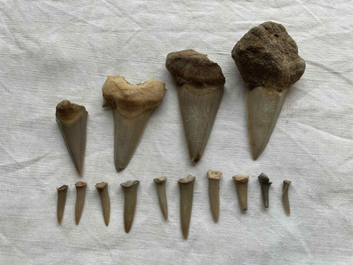 Lot fossiles dents de - 14,