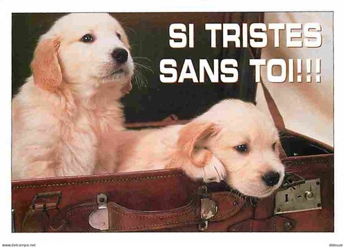 Carte postale animaux - -,