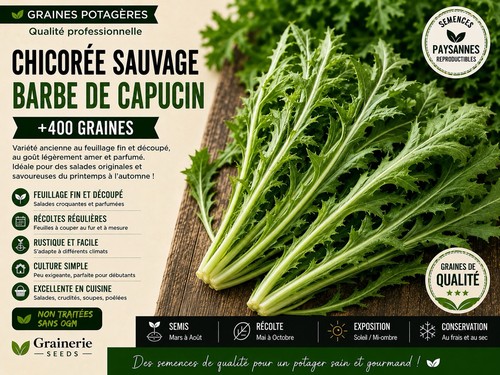 Chicorée sauvage barbe - chicorée,