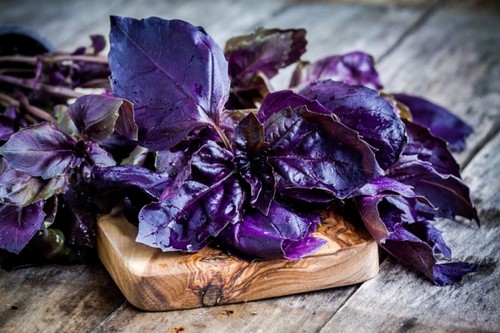 150 graines basilic pourpre - graines,