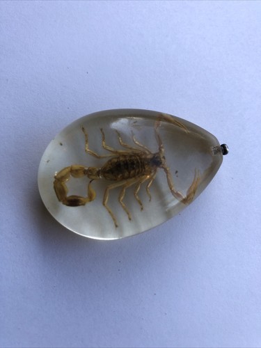 Scorpion paperweight half - paperweight, in