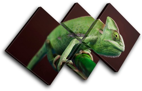 Gekko wildlife abstract - wildlife, multi