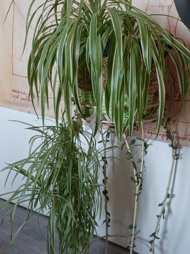 Plante araignée chlorophytum - plante,