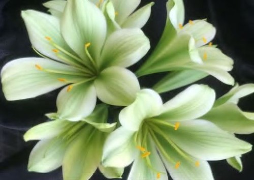 Clivia japanese hirao 3 - hirao, 2-3
