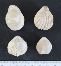 Brachiopodes Bathonien