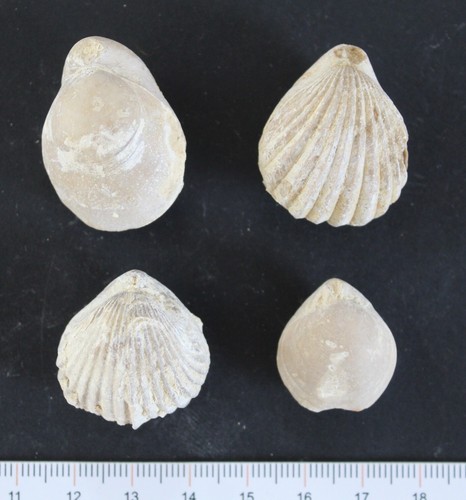 Brachiopodes bathonien - brachiopodes,