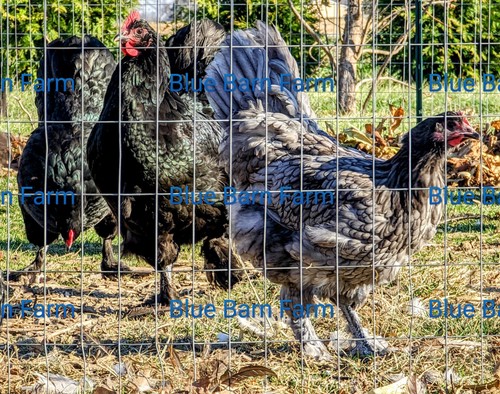 Purebred assorted hatching - 8,
