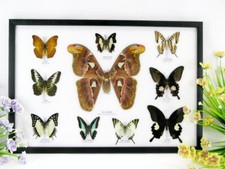 10 vrais beaux papillons d'élevage soignés dans la vitrine - murale - atlas 17