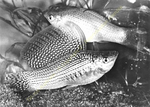 Rppc photo poisson - photo, fish