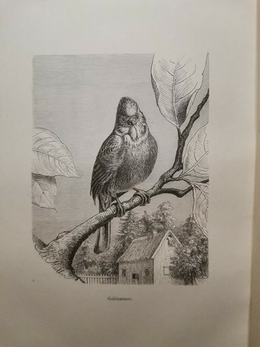 1882 ancienne gravure sur bois - ancienne,