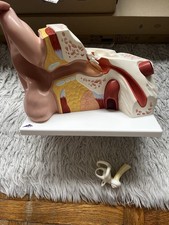 modèle Anatomique 3D de