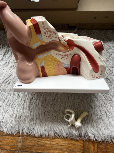 Modèle anatomique de - 3d,