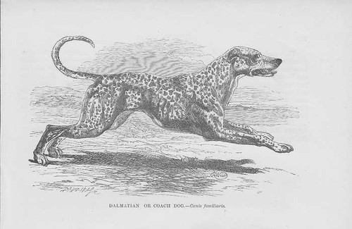 Dalmatien irlandais setter - dalmatien,