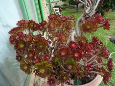 12= tres grand lot 2tiges de tillandsia 10belle rosaces de aéoniums divers  +off