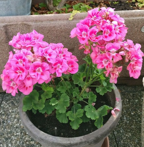 Graines geranium aux 2 - graines, de