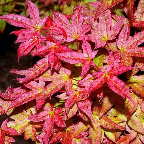 Acer palmatum deshojo - acer, 'deshojo'