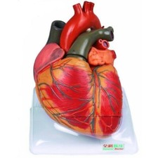Modèle Anatomique Du Cœur