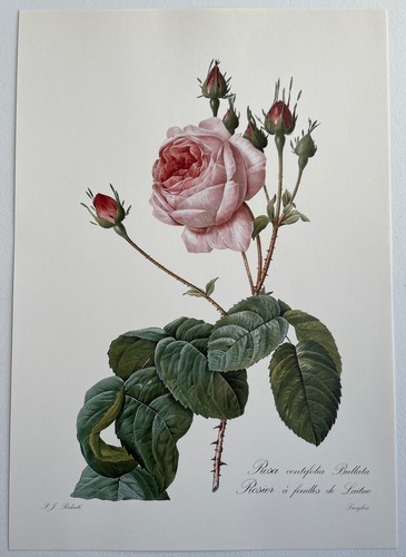 Botanique rosier feuilles - botanique, à