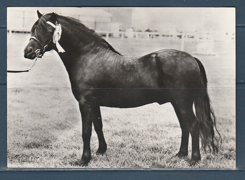 Cpsm vers 1960 - cpsm, animaux