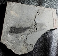 Eomyctophum menneri - Poisson